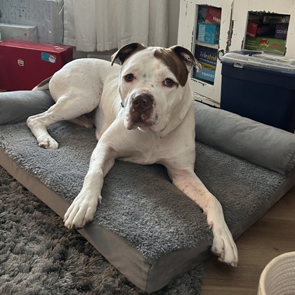 Goodie - Benchwarmer!