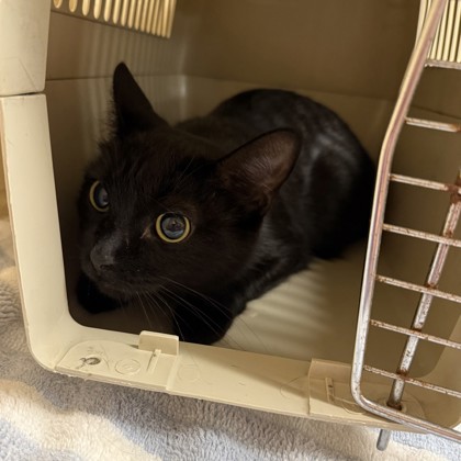 Althea