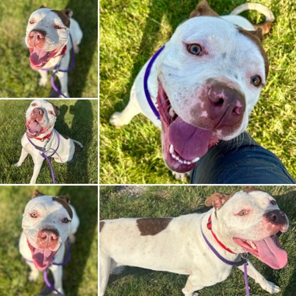 Goodie - Benchwarmer!