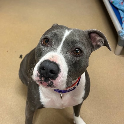 Ziggy - Benchwarmer!