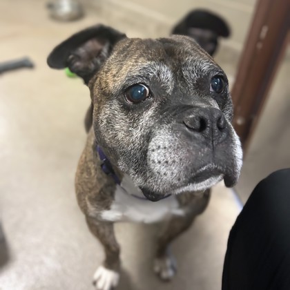 Barnaby - Video, Volunteer Pick & Benchwarmer!