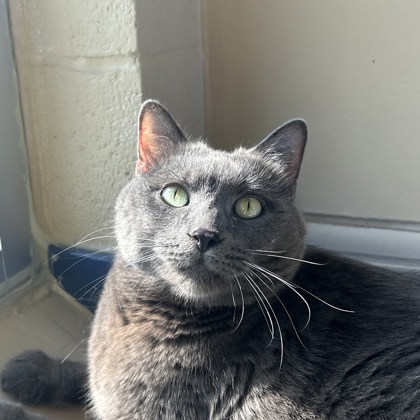 Simba