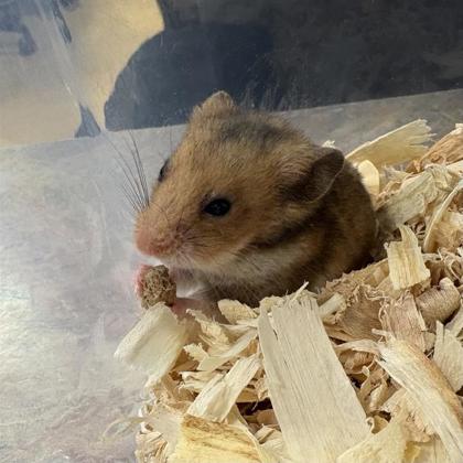 Petrie