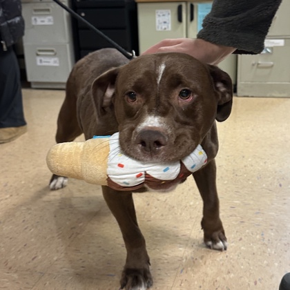 Sheba - Benchwarmer!