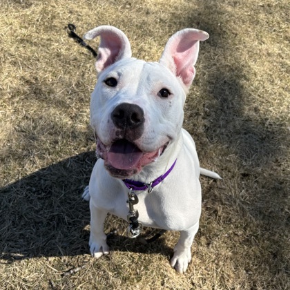 Marshmallow - Benchwarmer!