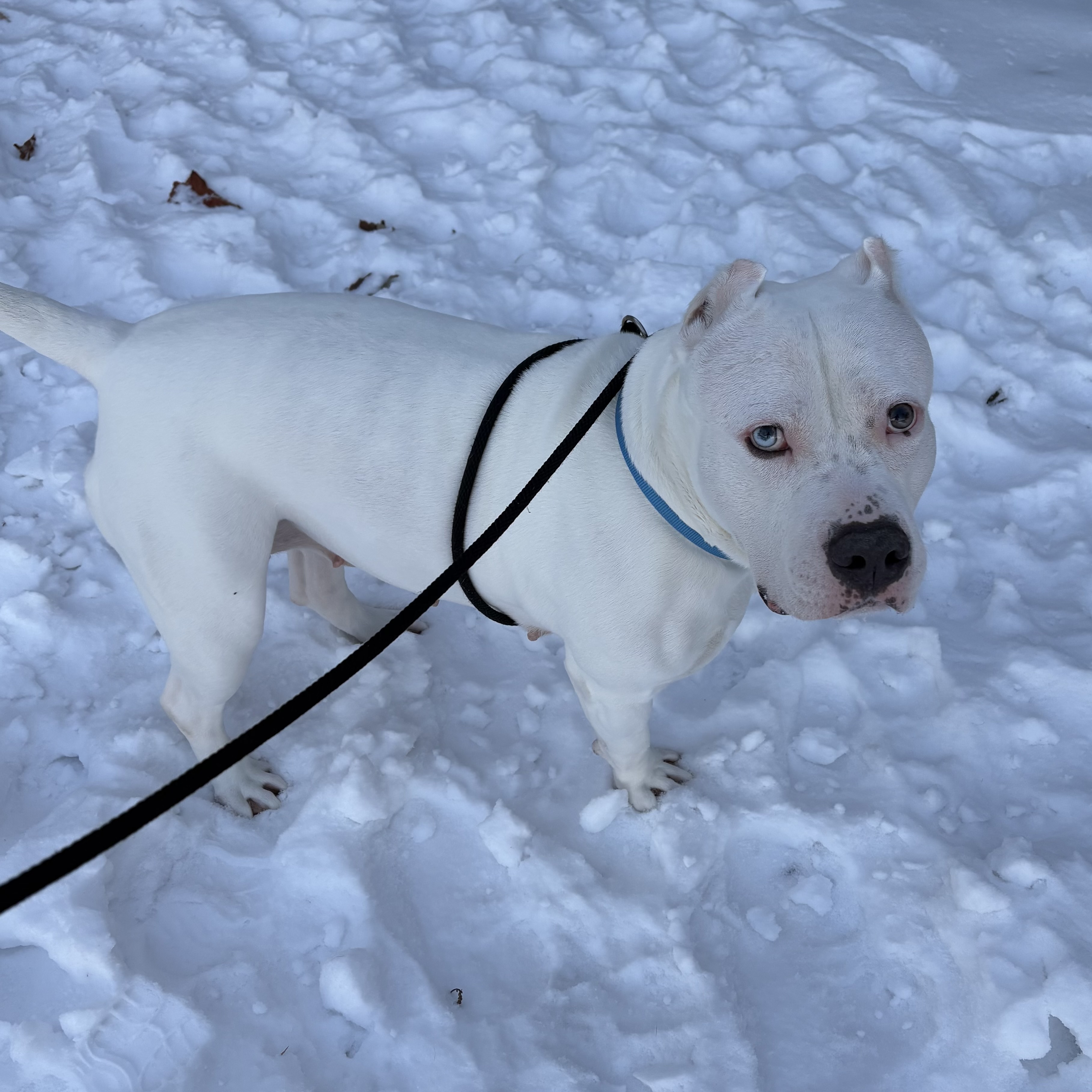 Xena - Video, Staff Pick & Benchwarmer!