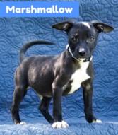 Marshmallow