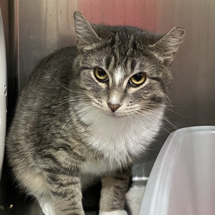 Mykonos - Working Cat!