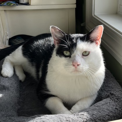 Oscar