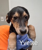 Yvette