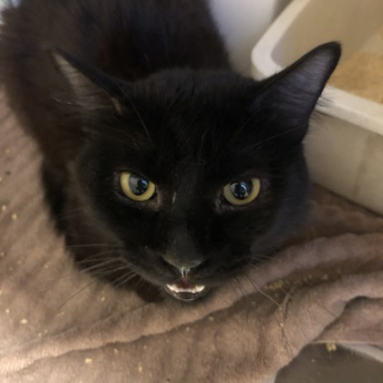 Gizmo