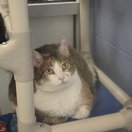 Eevee - Required Pair!