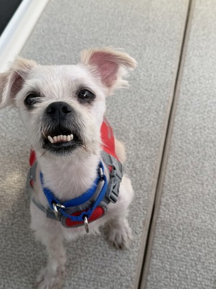 Louie
