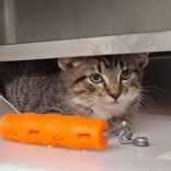 Ripper - Working Cat!