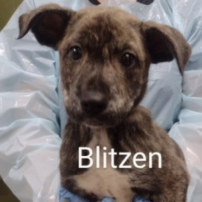 Blitzen