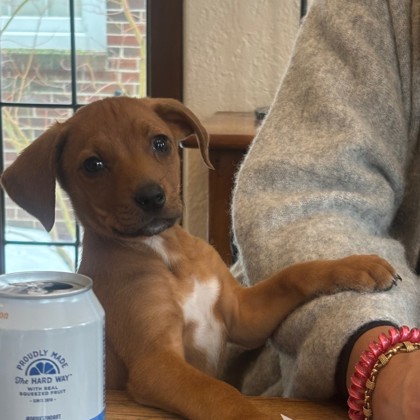 Stolas - Available Fri. Feb. 20 @ 11am