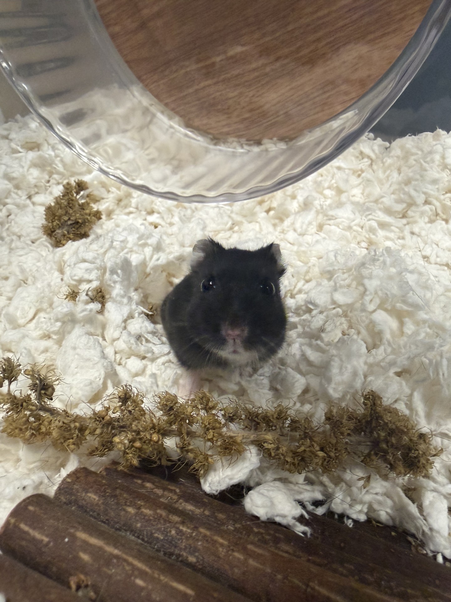 Eloise