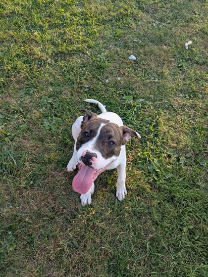 Duke