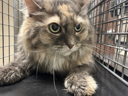 Penelope