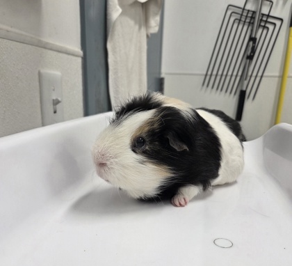 Bert - Required Pair with Ernie!