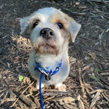 Canelo