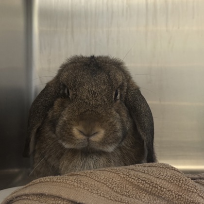 Stormy - Required couple w/ Snowy