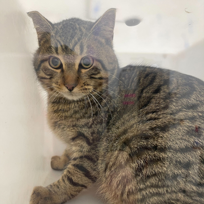 "Wobbles" - Adoption Hold!