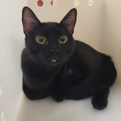 Ebony