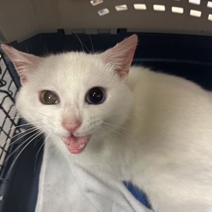 "Chowder" - Finder Hold!