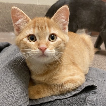 Fred