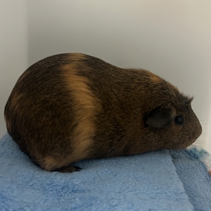 Coco
