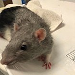 Cheddar-Required Couple