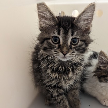 "Zoboomafoo" - Adoption Hold