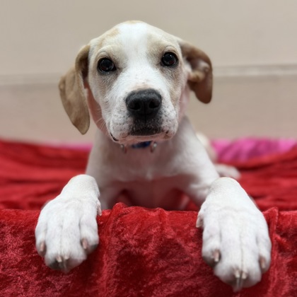 Jade - Available Sat. Feb. 14 @ 3pm!