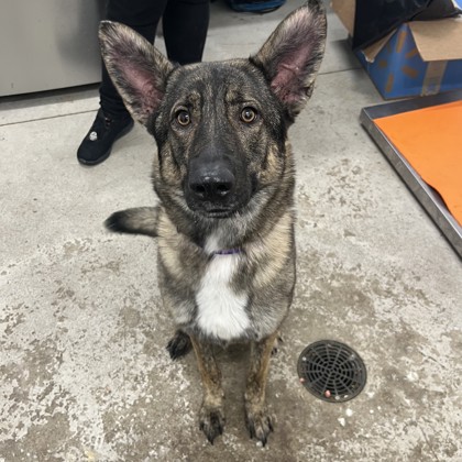 Nova