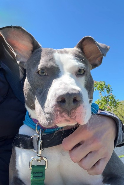Lulu