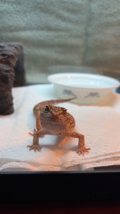 Lemon Drop - Adoption Hold!