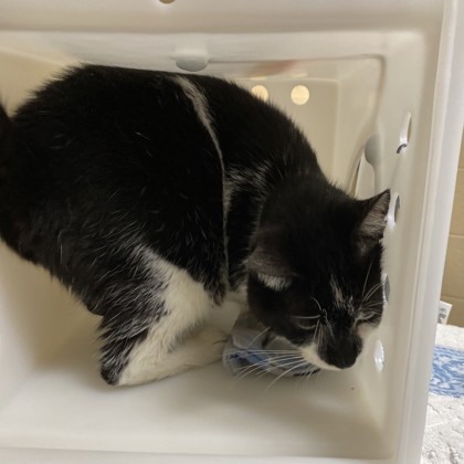 "Hoagie" - Adoption Hold!