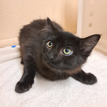 Kahlua