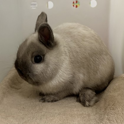 Cashew