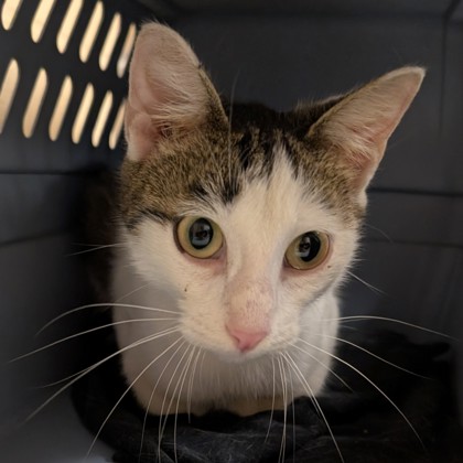 "Olivia" - Adoption Hold