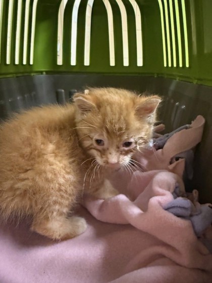 Fin - Adoption Hold!