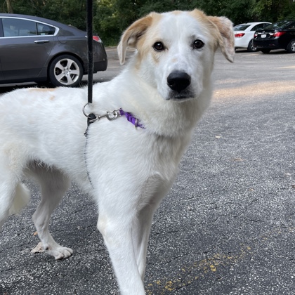 Gracie