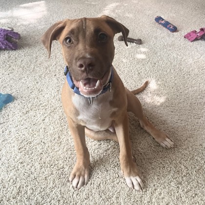 Nilla