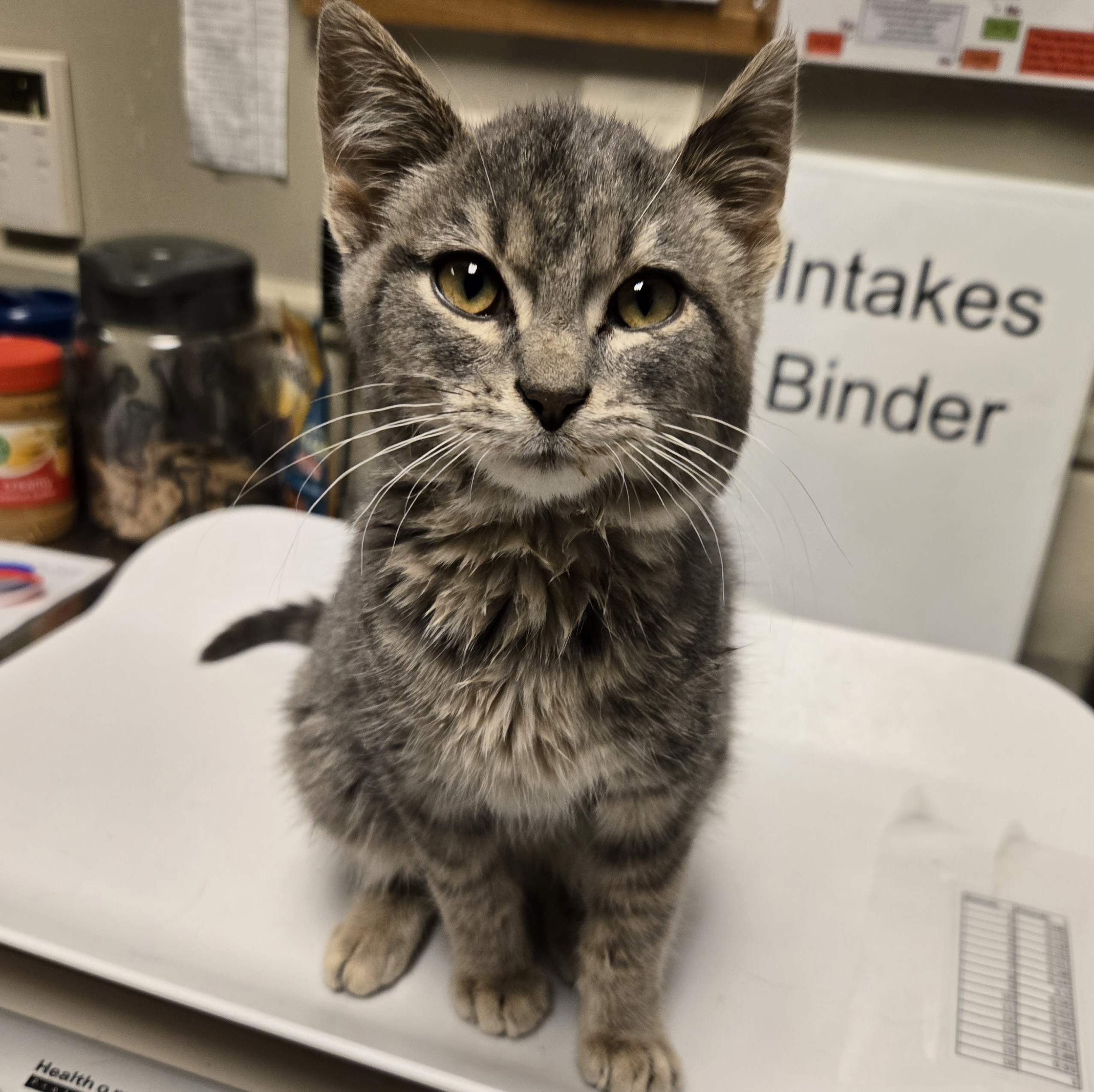 "Freddie Flash"-Finder's Hold!