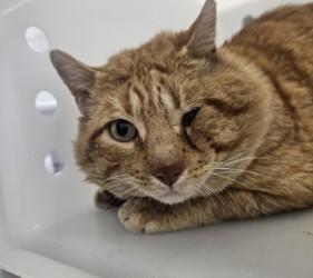 "Murphy" - Adoption Hold!