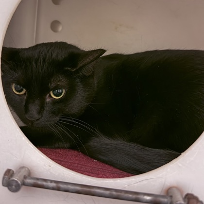 Luna- Petco Lake Geneva!