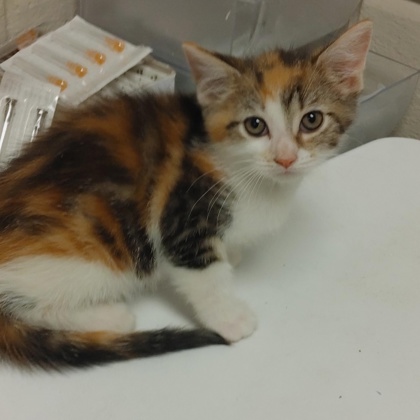 Kitten 3