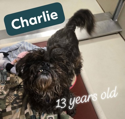 Charlie - Benchwarmer!