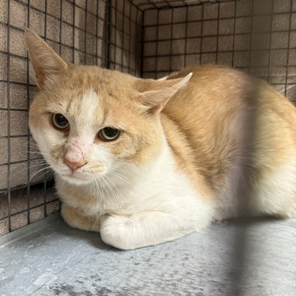 "Tim" - Adoption Hold!